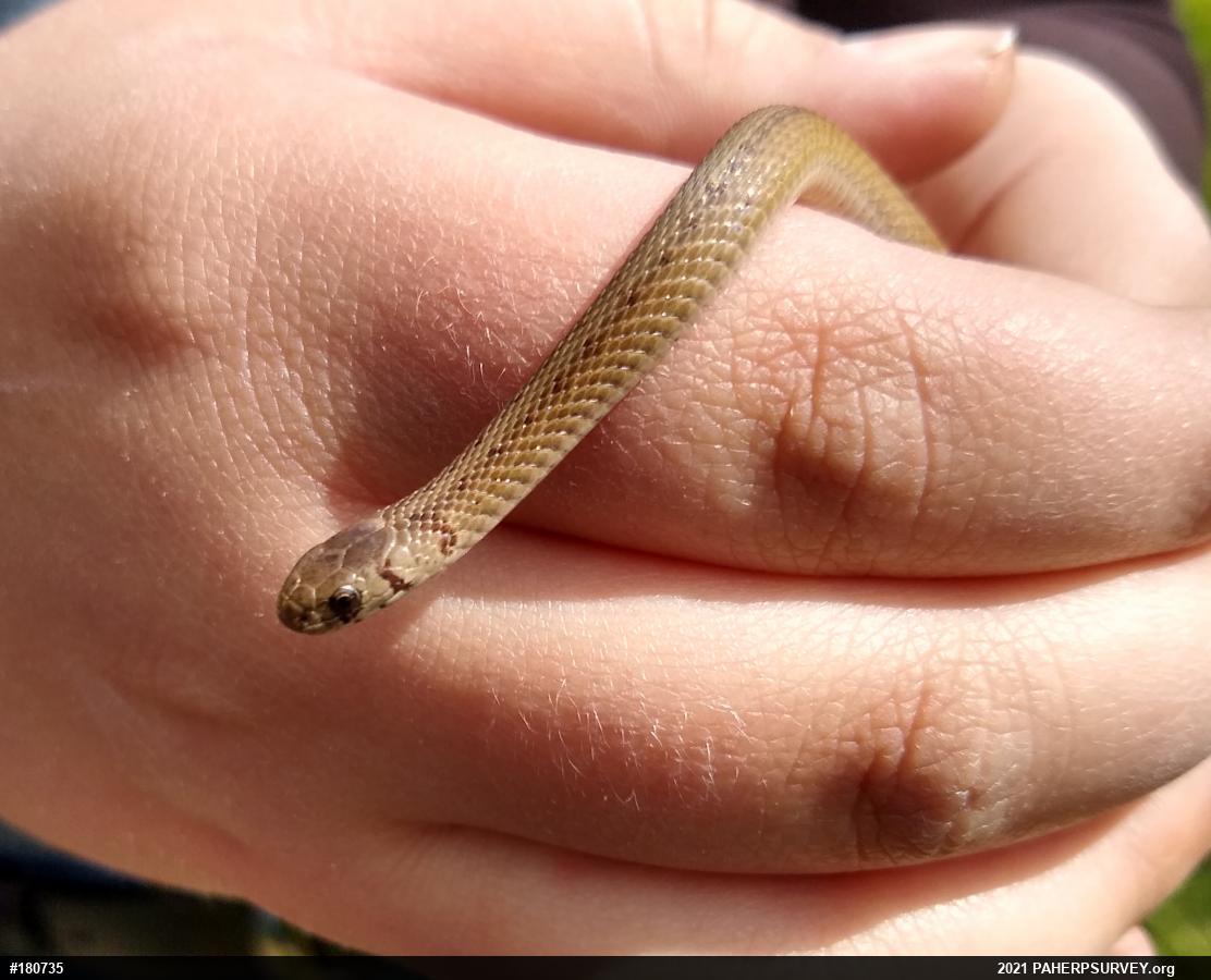 Dekay's Brownsnake