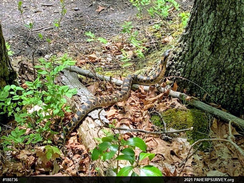 Eastern Hog-nosed Snake