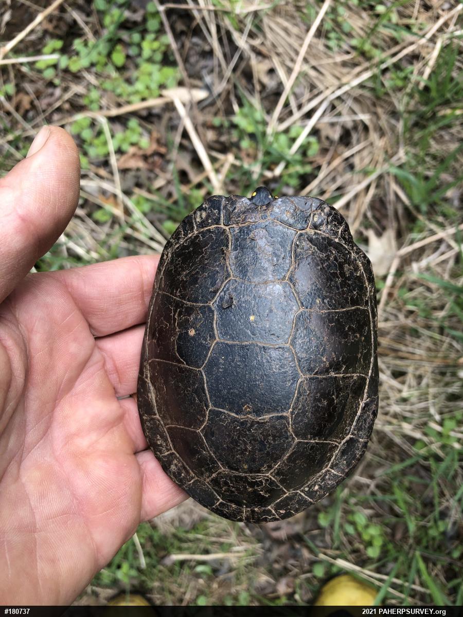 Spotted Turtle