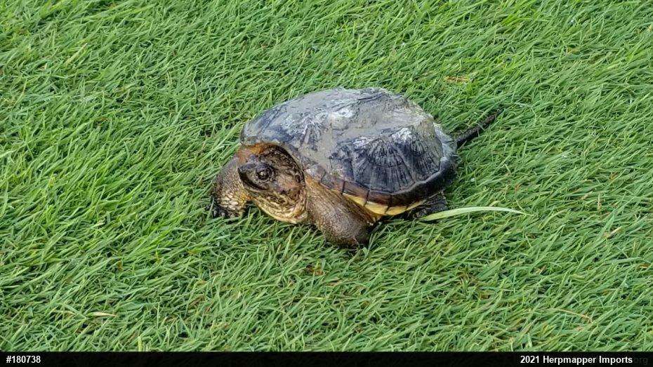 Snapping Turtle