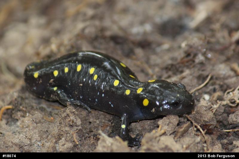 Spotted Salamander