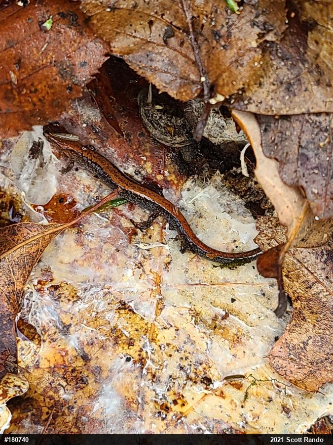 Eastern Red-backed  Salamander