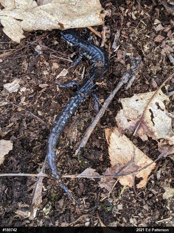 Northern Slimy Salamander