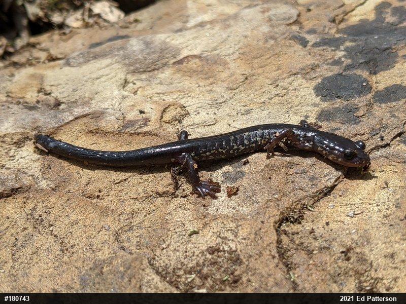 Wehrle's Salamander