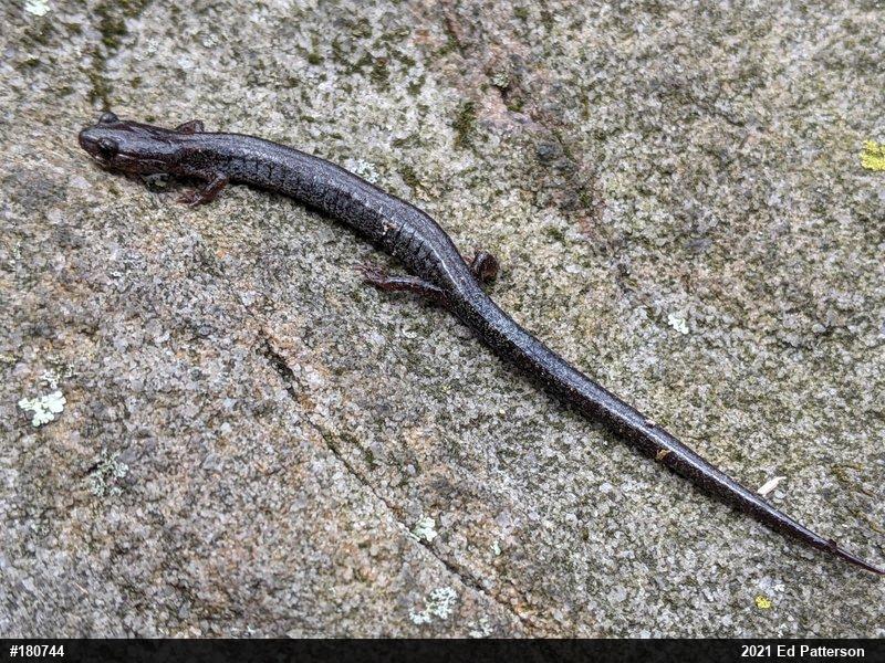 Valley And Ridge Salamander