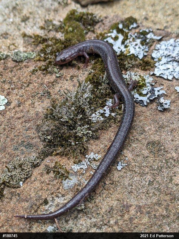 Valley And Ridge Salamander