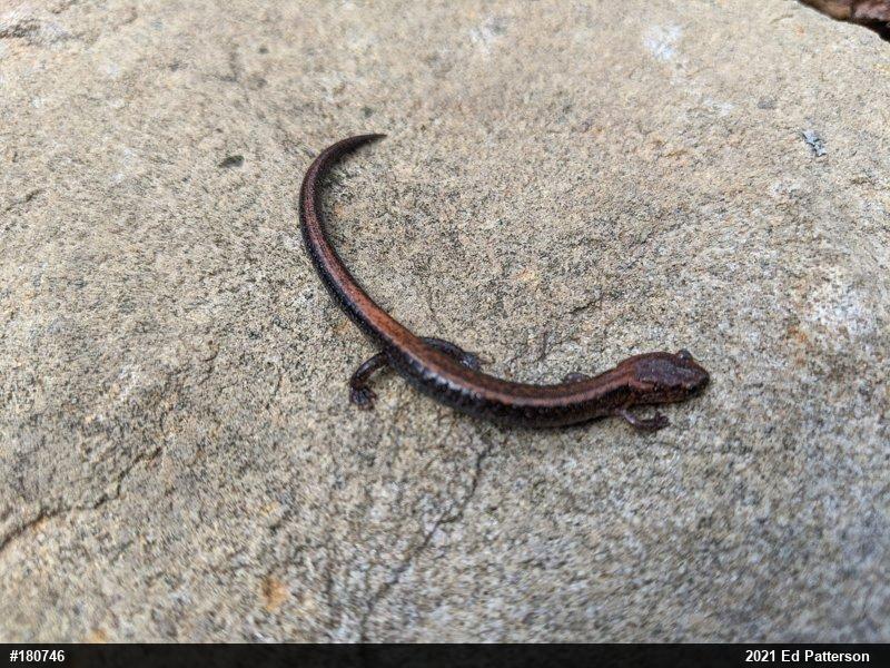 Eastern Red-backed  Salamander