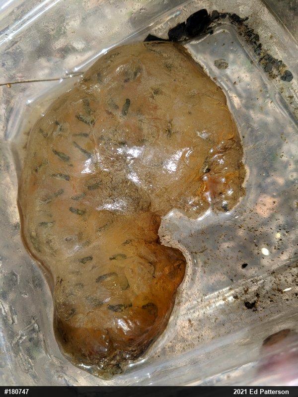 Spotted Salamander