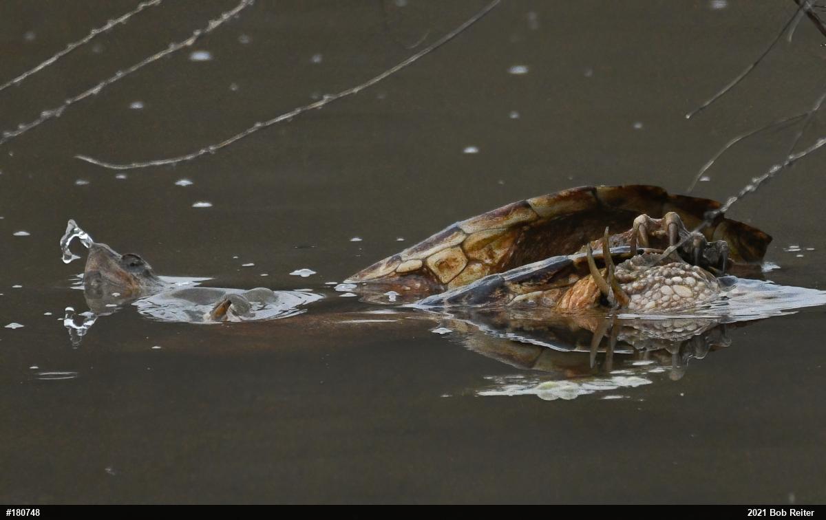 Snapping Turtle