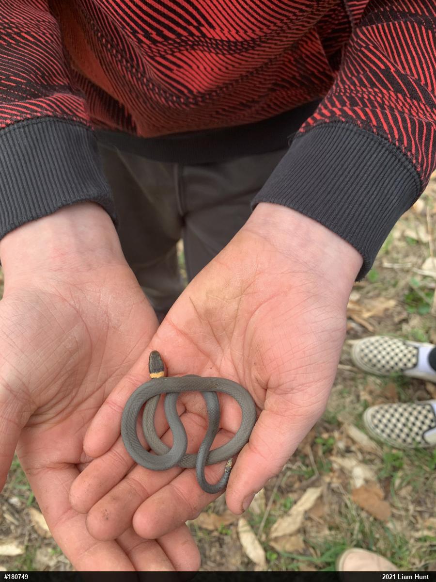 Northern Ring-necked Snake
