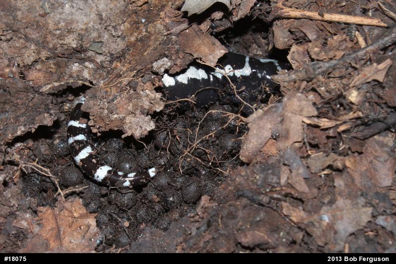 Marbled Salamander
