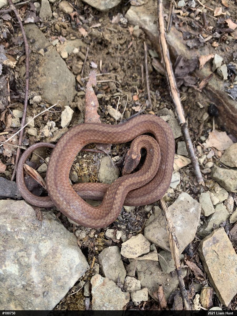 Red-bellied Snake