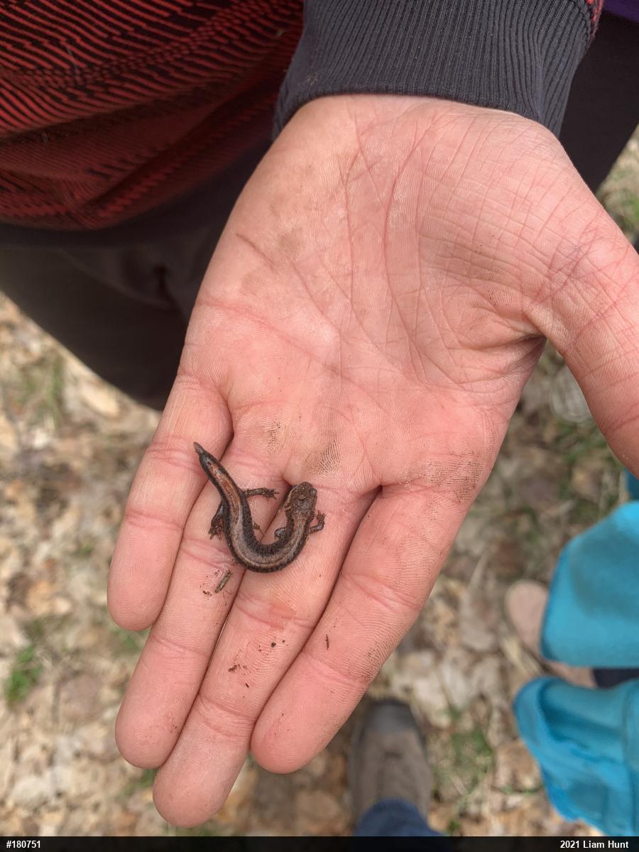 Eastern Red-backed  Salamander