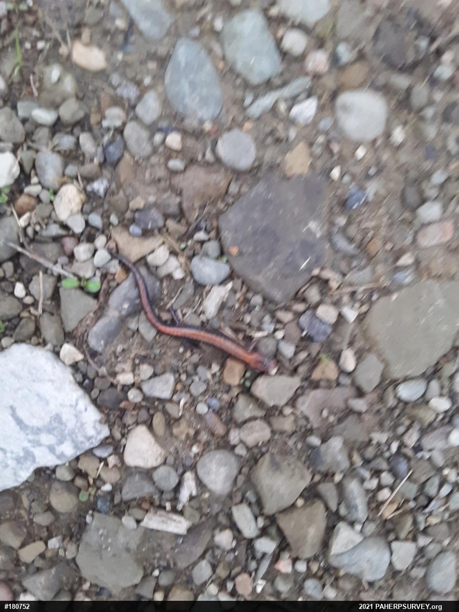 Eastern Red-backed  Salamander
