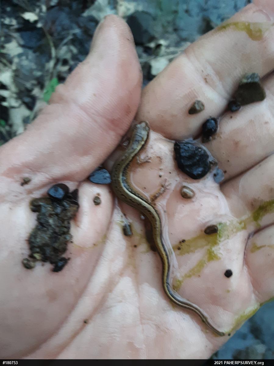 Northern Two-lined Salamander
