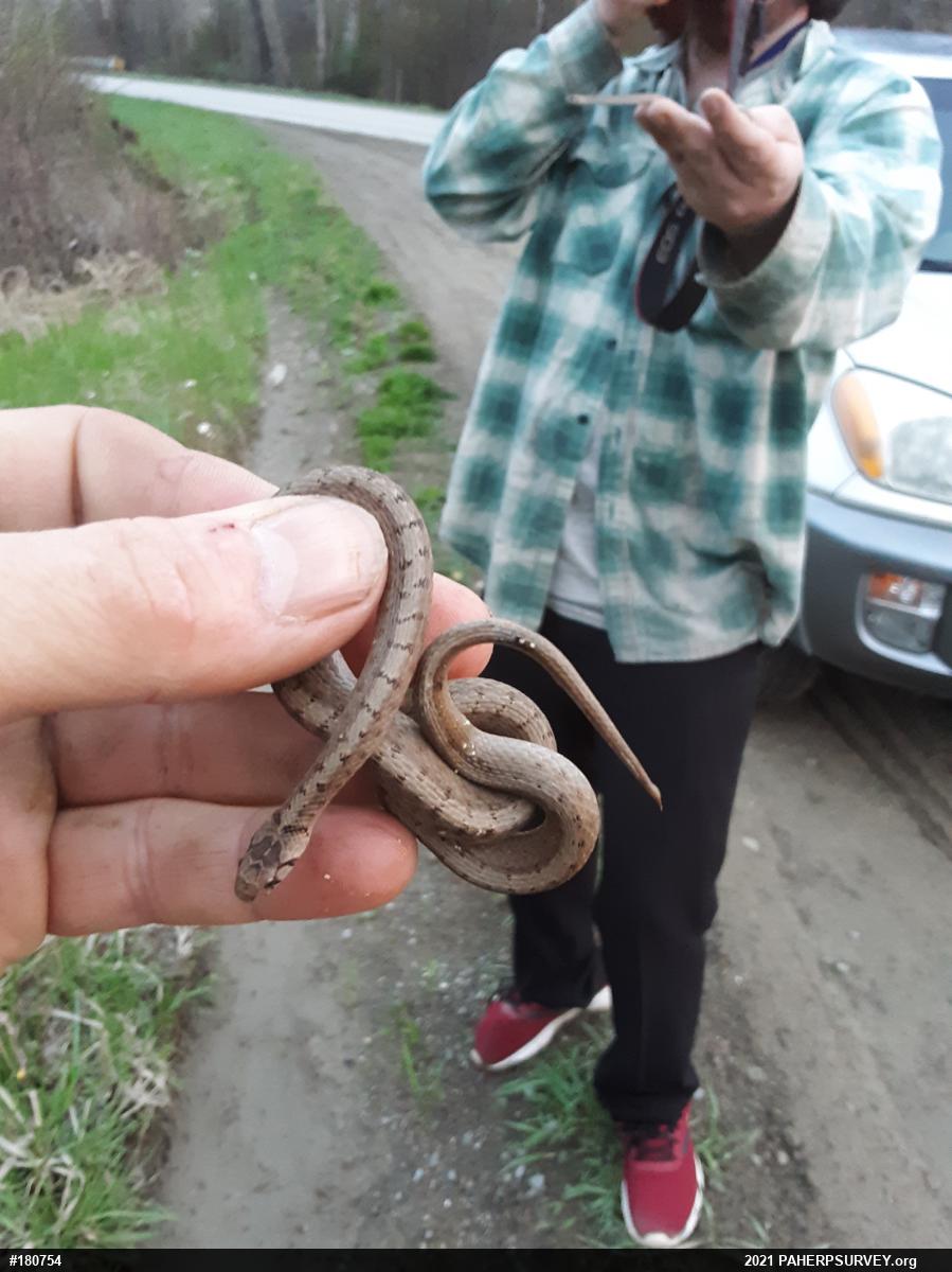 Dekay's Brownsnake