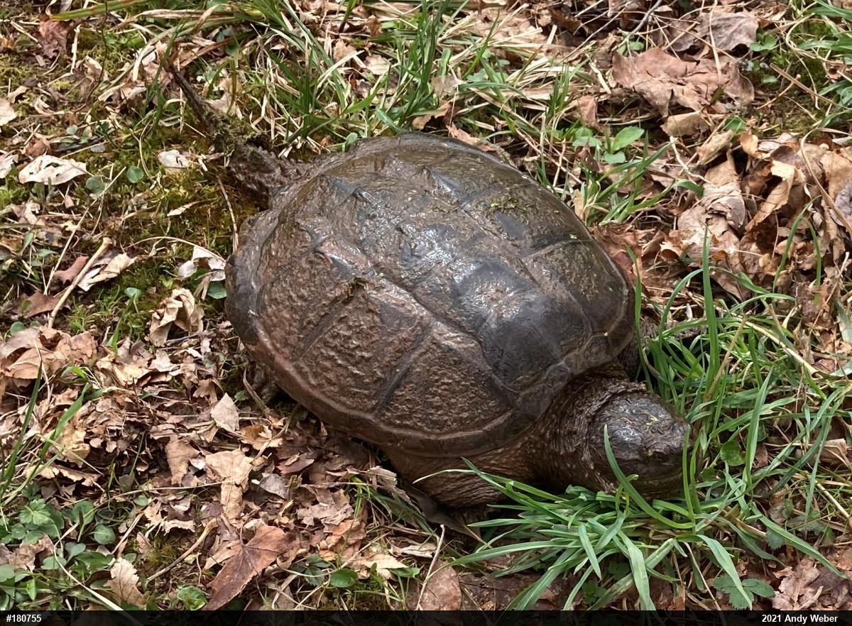 Snapping Turtle