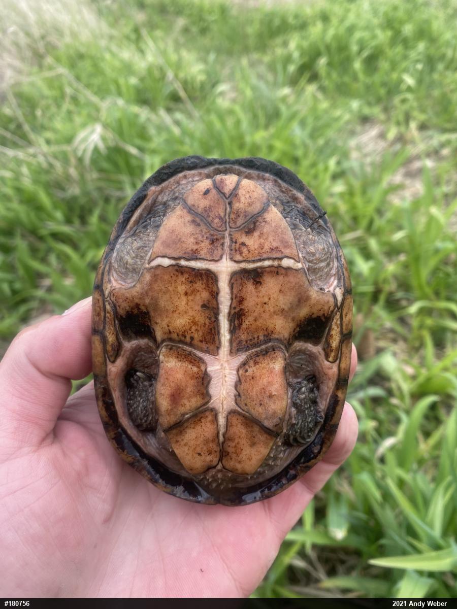 Eastern Musk Turtle