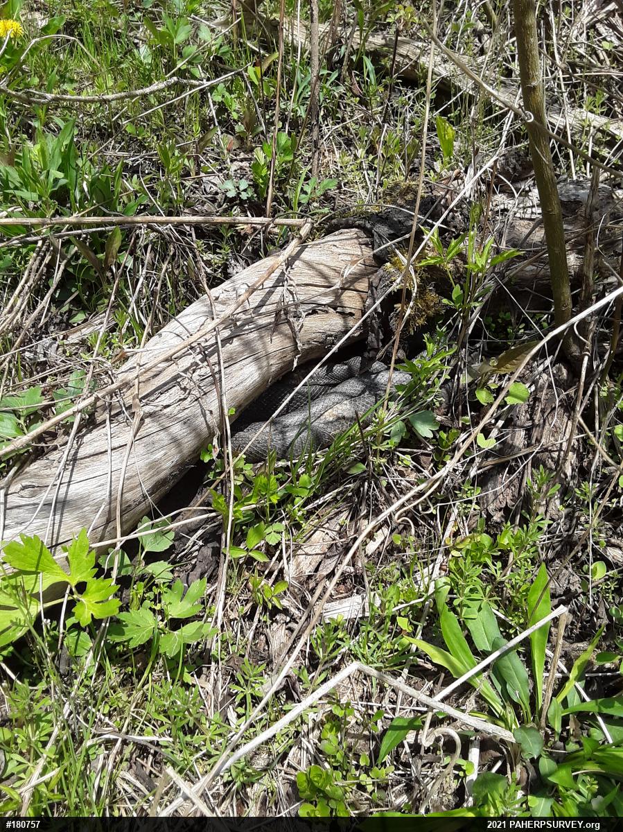 Eastern Ratsnake