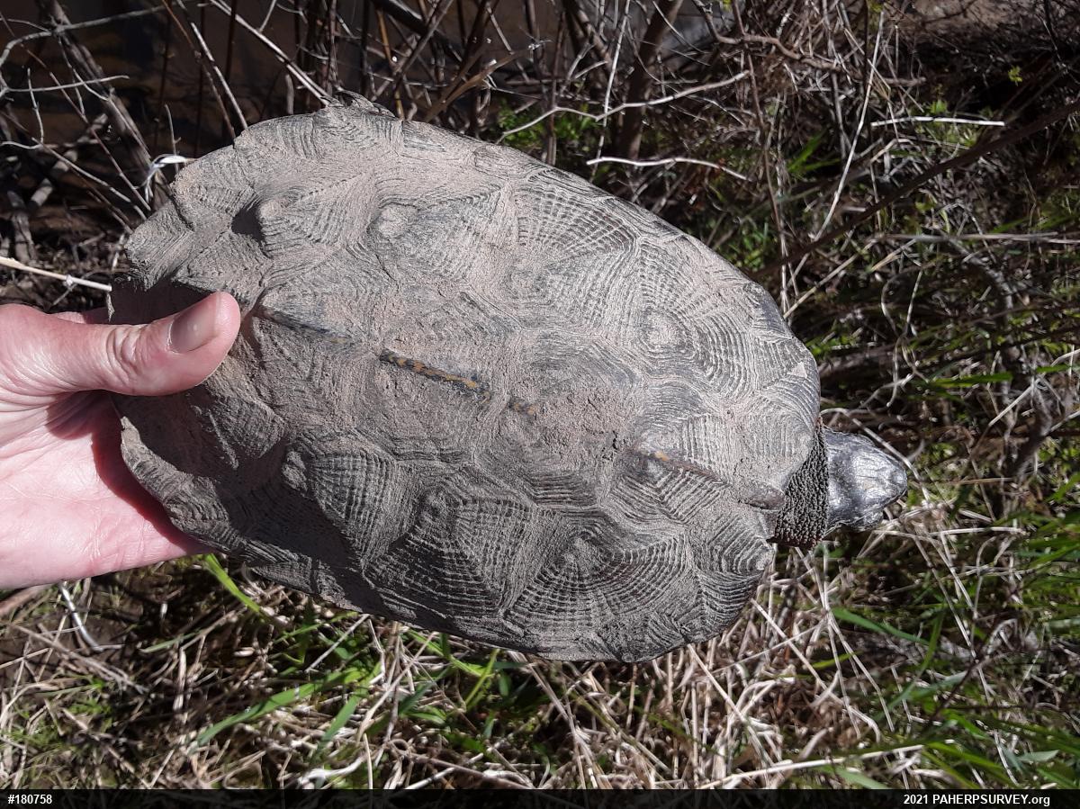Wood Turtle