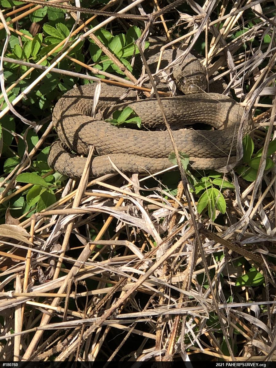 Northern Watersnake