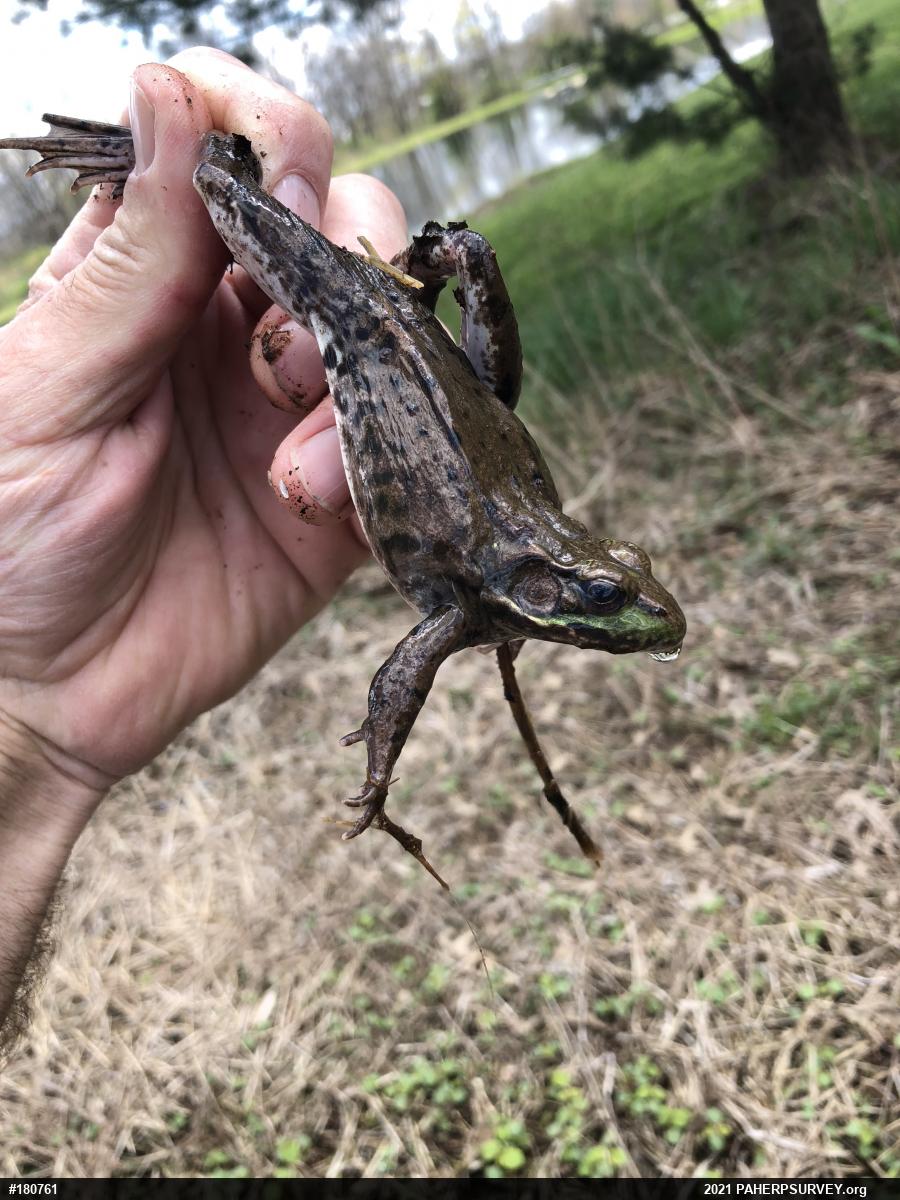 Green Frog