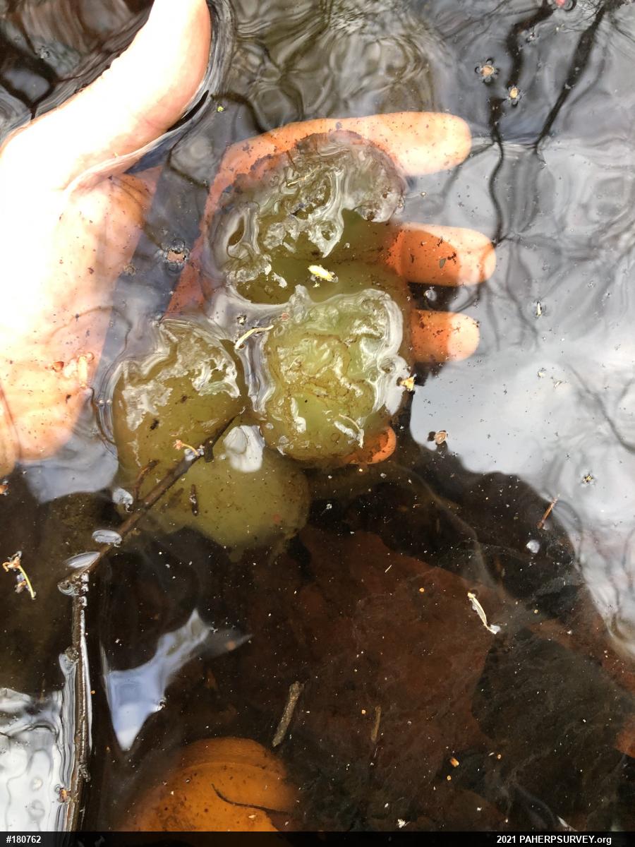 Spotted Salamander