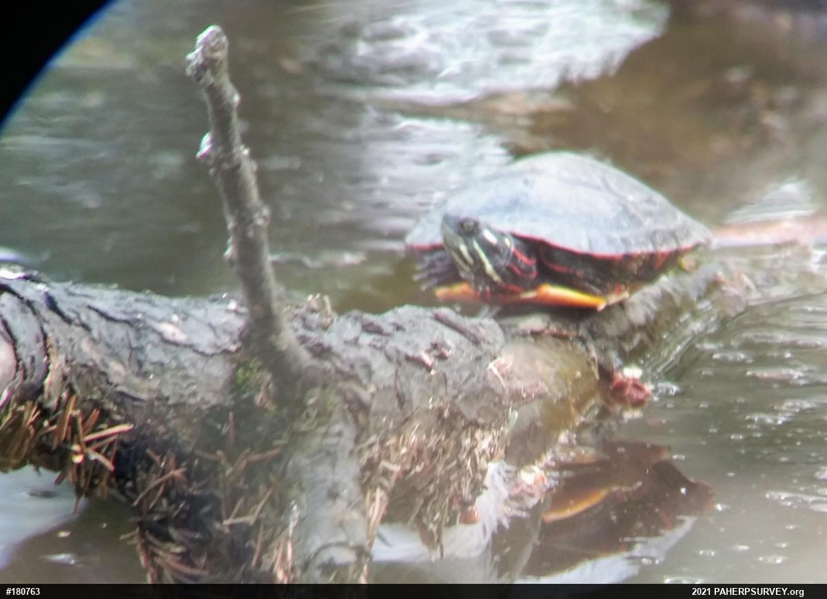 Painted Turtle