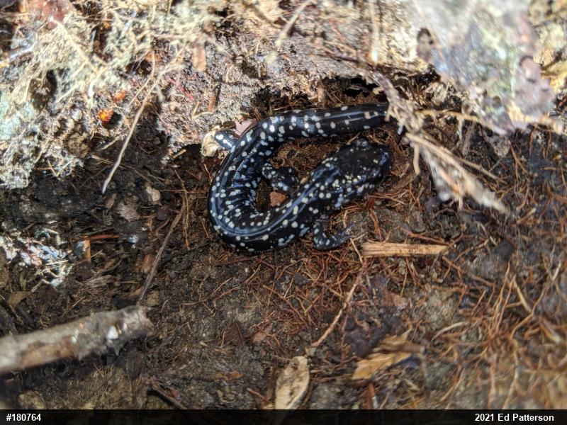 Northern Slimy Salamander