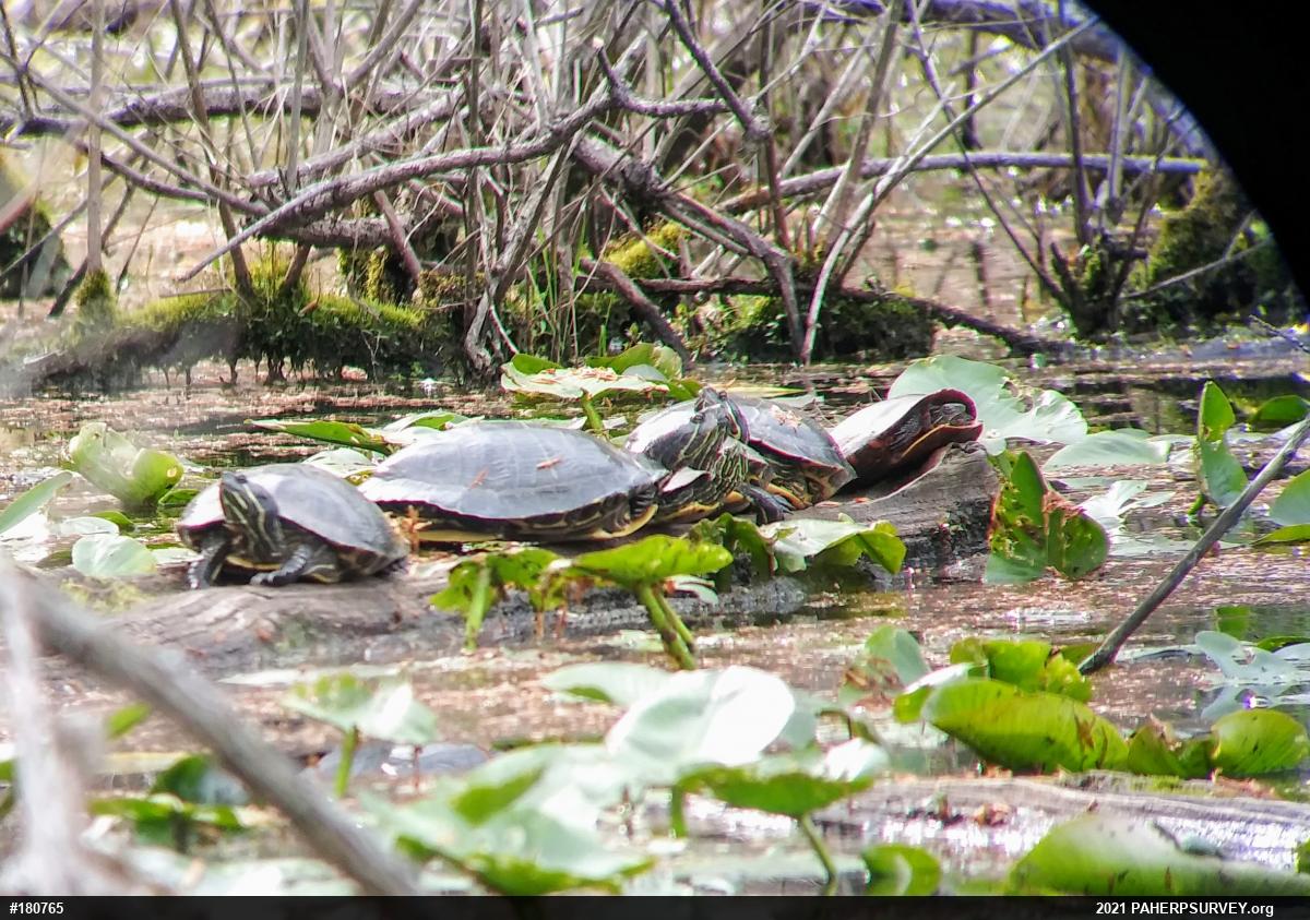 Red-eared Slider