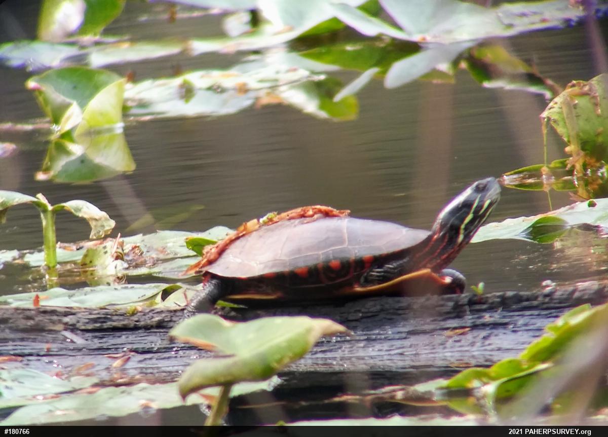 Painted Turtle