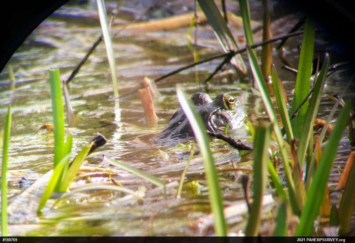 American Bullfrog