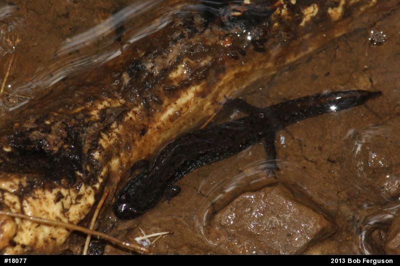 Northern Dusky Salamander
