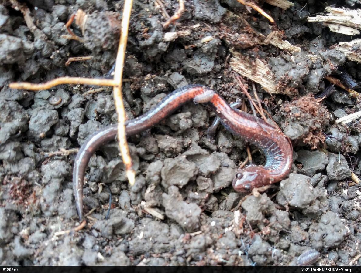 Eastern Red-backed  Salamander