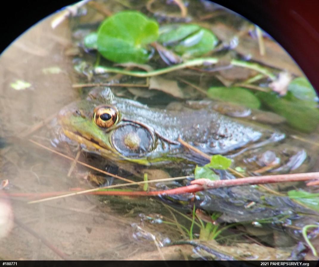 Green Frog