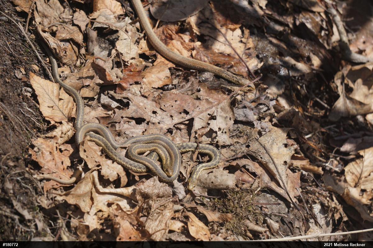 Eastern Gartersnake