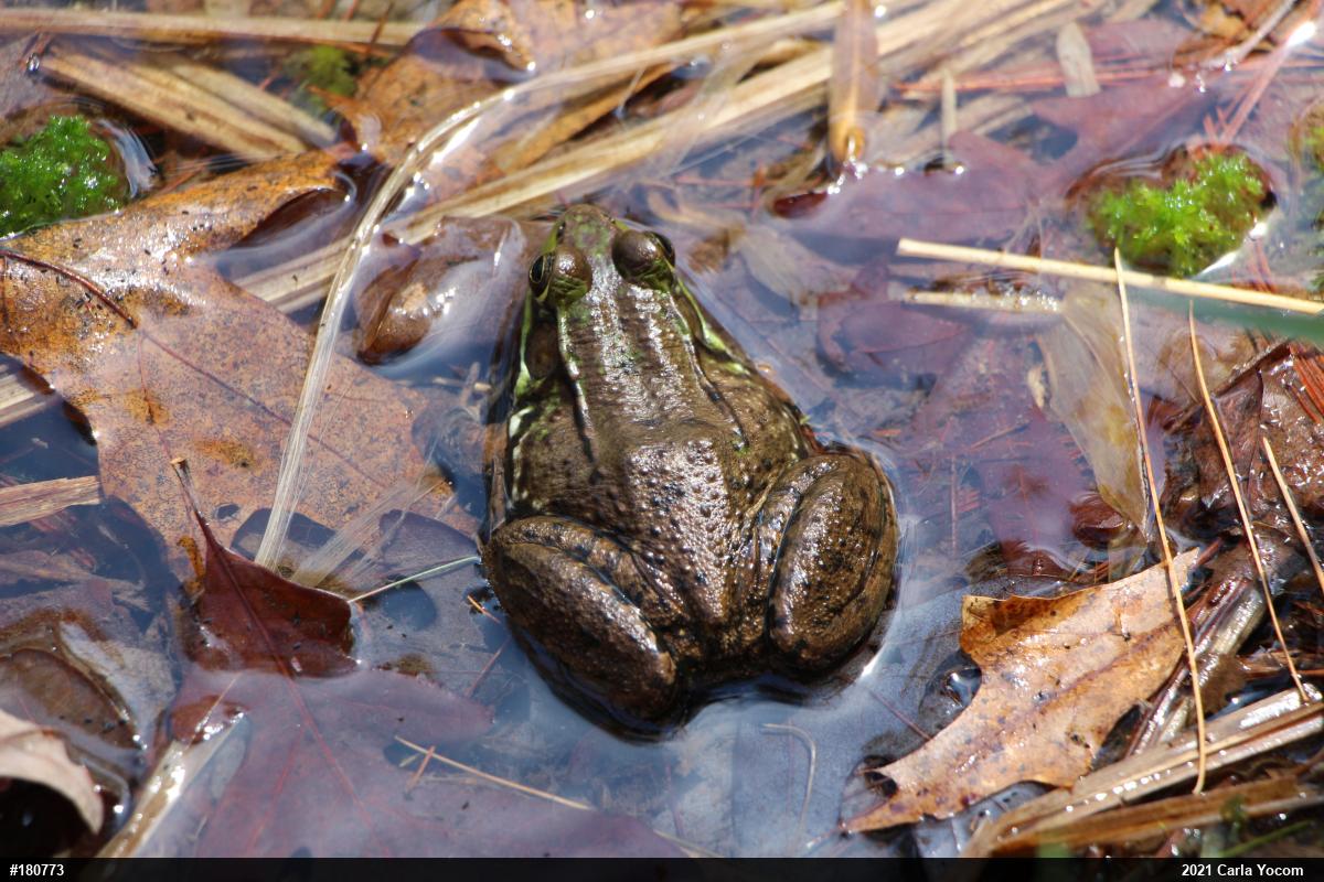 Green Frog