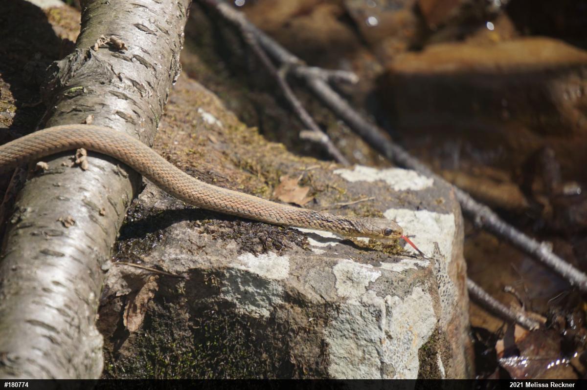 Eastern Gartersnake