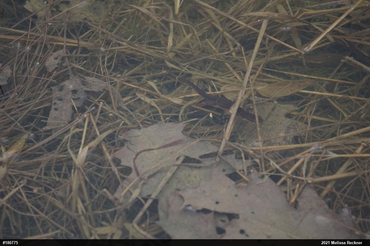 Red-spotted Newt