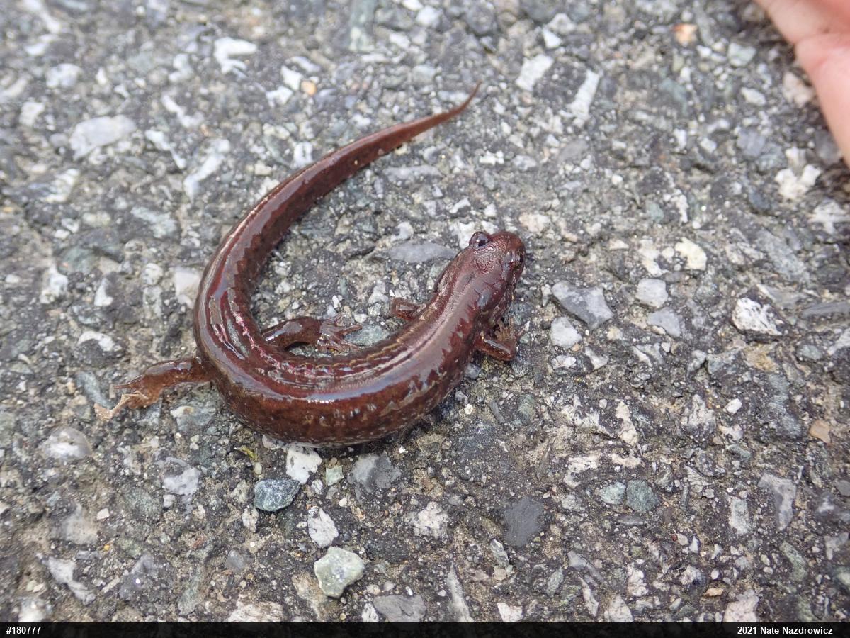 Northern Dusky Salamander