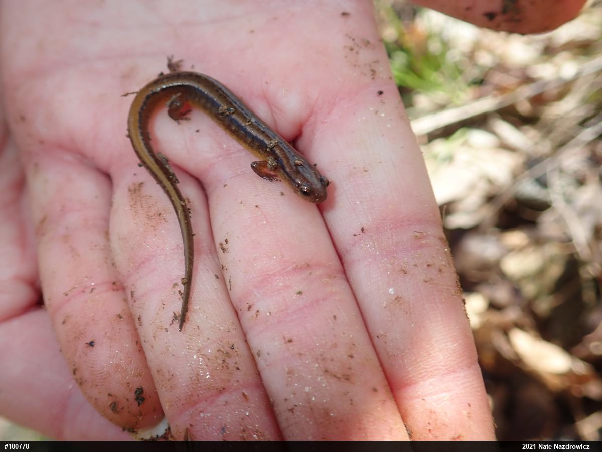 Northern Two-lined Salamander
