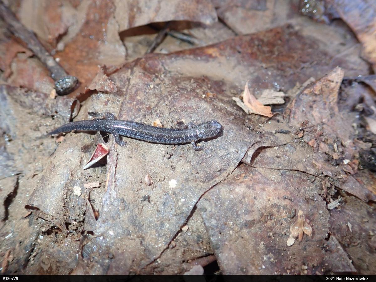 Eastern Red-backed  Salamander