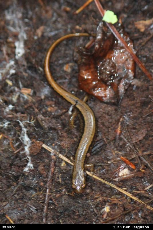 Northern Two-lined Salamander