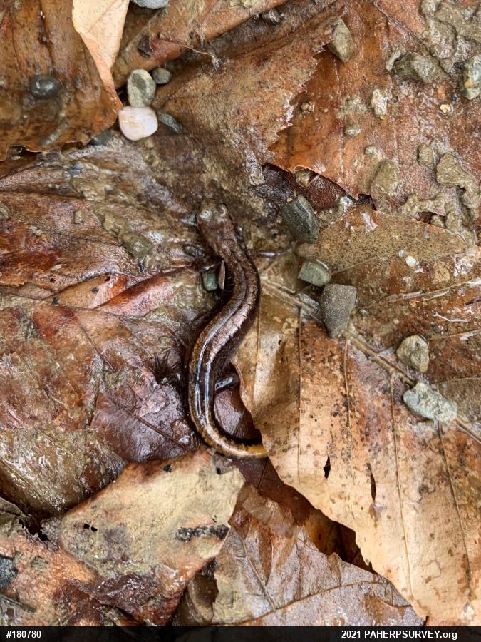 Allegheny Mountain Dusky Salamander