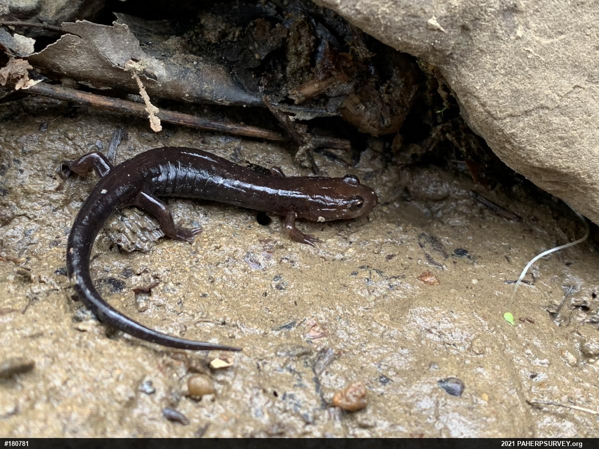 Allegheny Mountain Dusky Salamander