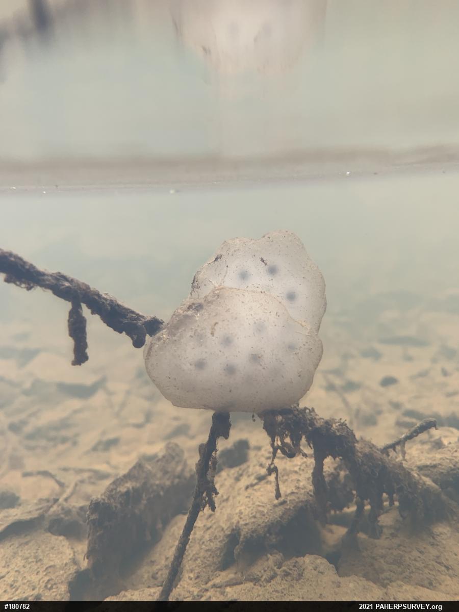 Spotted Salamander