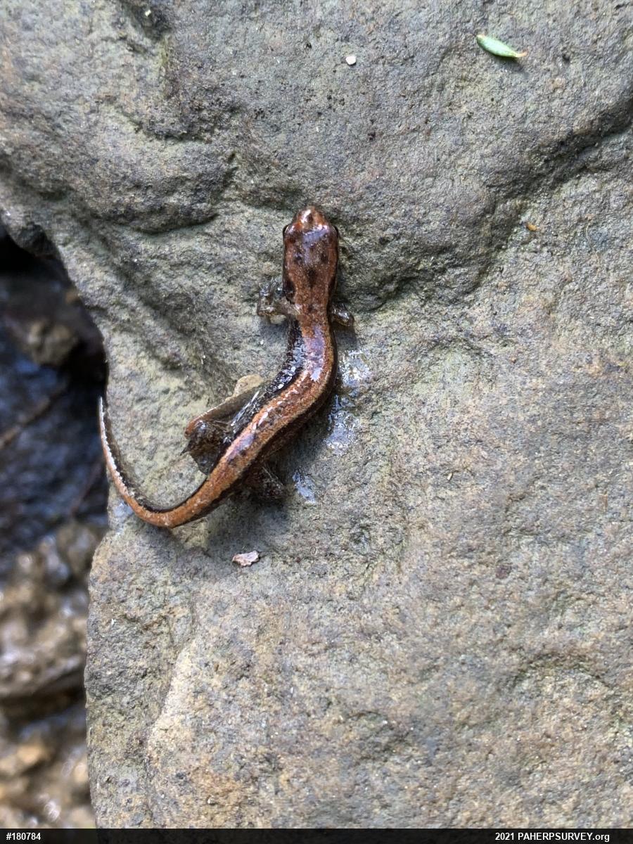 Allegheny Mountain Dusky Salamander