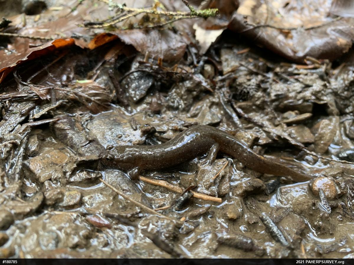 Northern Dusky Salamander