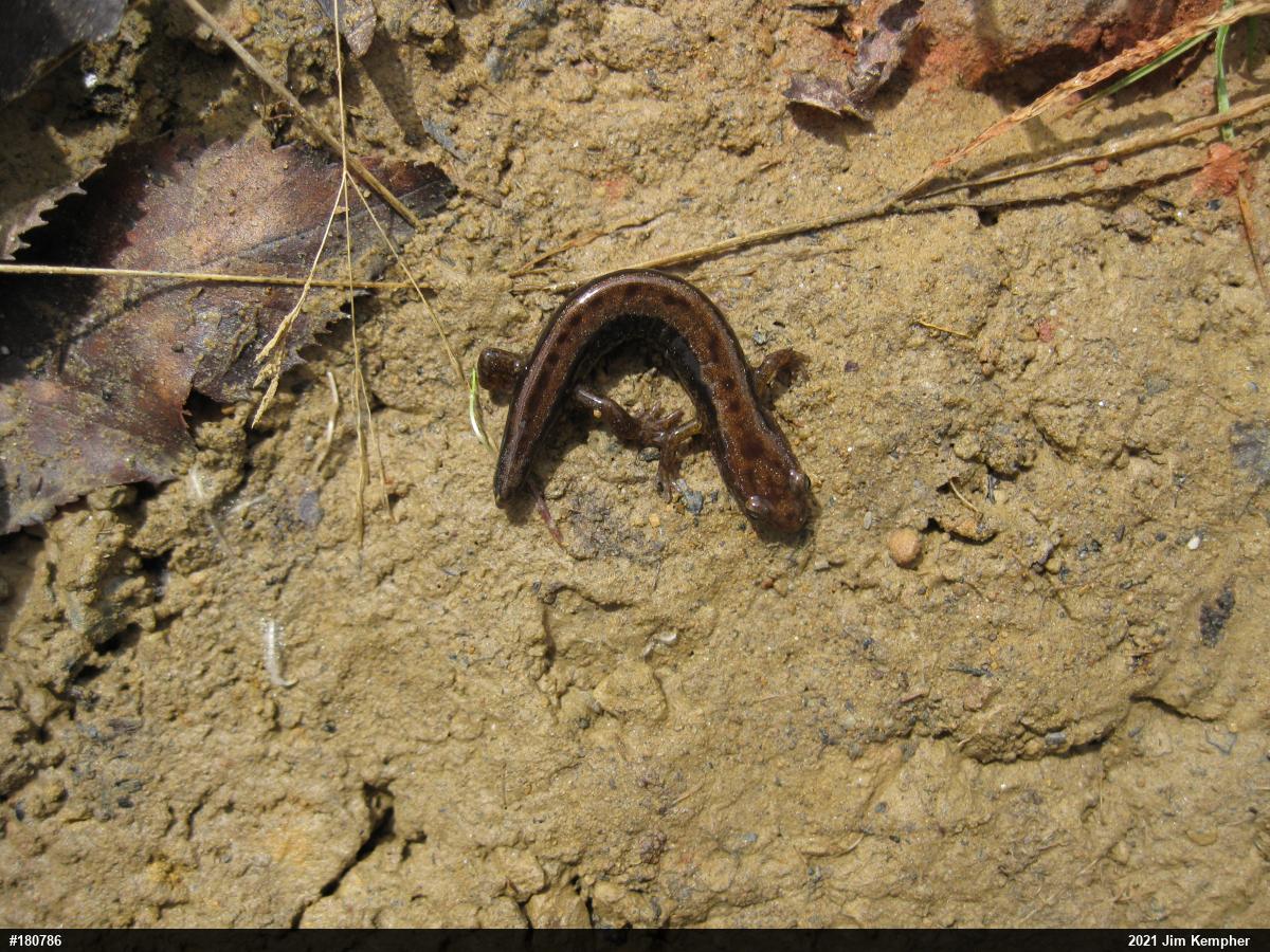 Allegheny Mountain Dusky Salamander