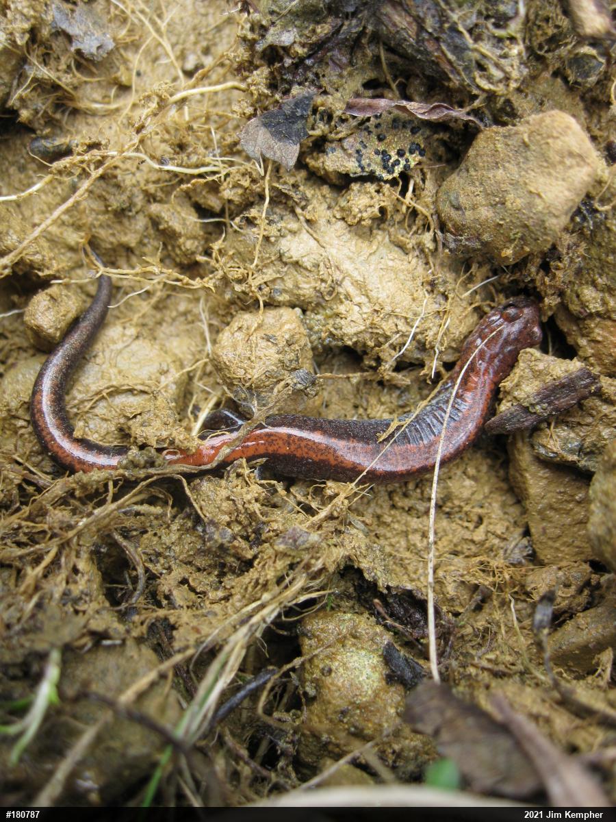 Eastern Red-backed  Salamander